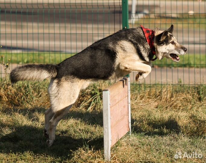 Собака/ овчарка в добрые руки/ собака бесплатно