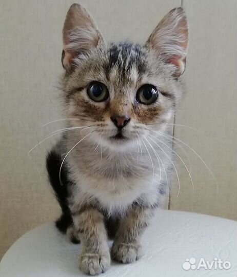 Кошечка в добрые руки