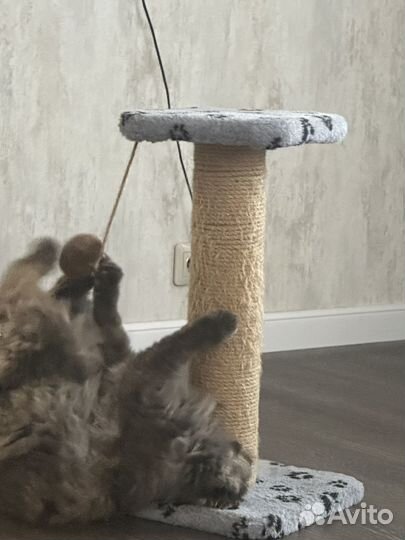 Когтеточка для кошек