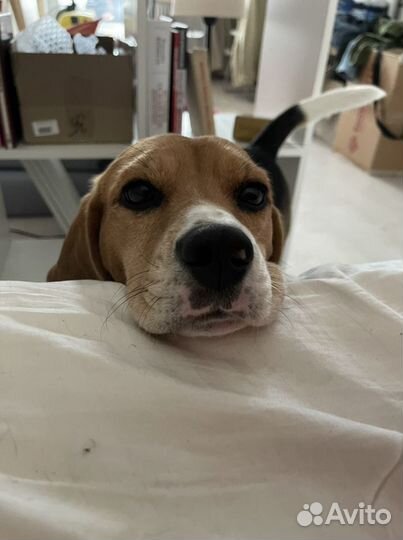 Передержка, зооняня, выгульщик