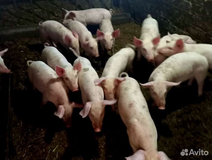 Поросята
