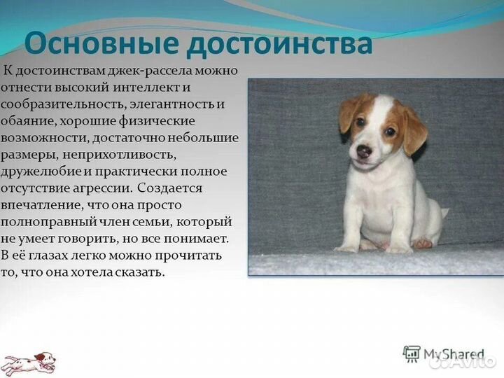 Щенки джек Рассел терьер гладкошерстный