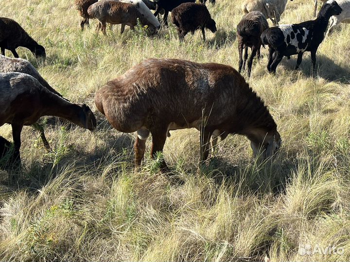 Бараны на племя, матки