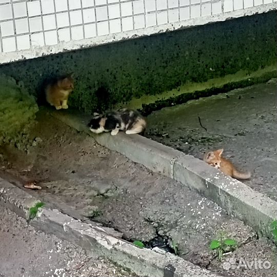 Котята в добрые руки