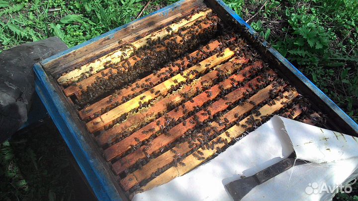 Пчелосемьи зимовалые