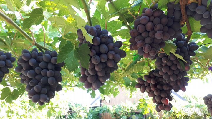 Саженцы черенки винограда Рошфор