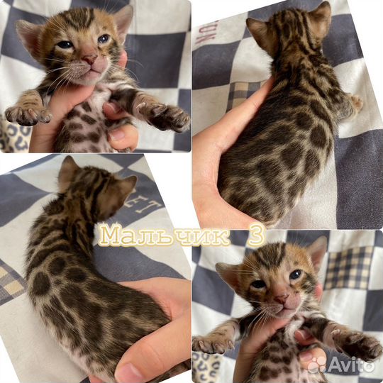 Бенгальские золотые котята с родословной