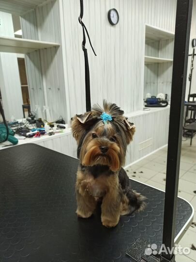 Груминг. Стрижка собак. Экспресс-линька. Вычес