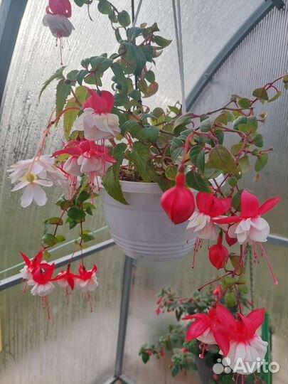 Фуксия, укорененные черенки сортовых фуксий