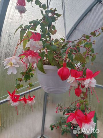 Фуксия, укорененные черенки сортовых фуксий