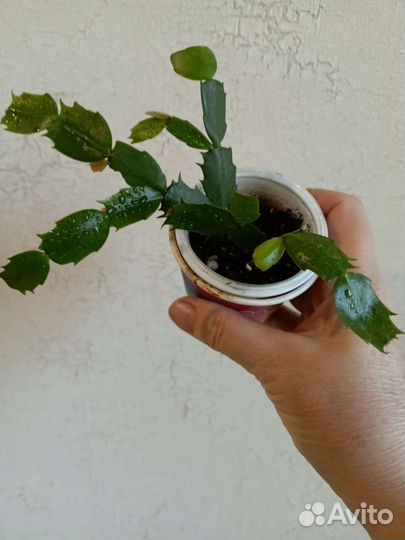 Цветы для дома