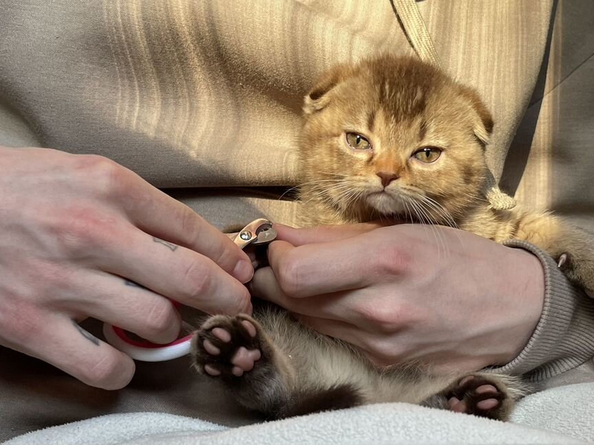 Шотландский котенок с паспортом