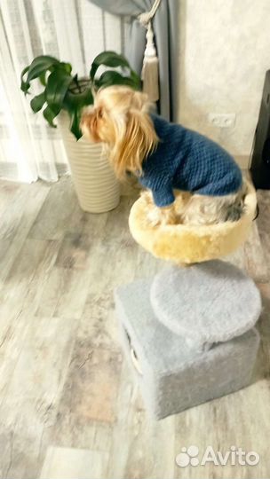 Свитер для маленьких собак