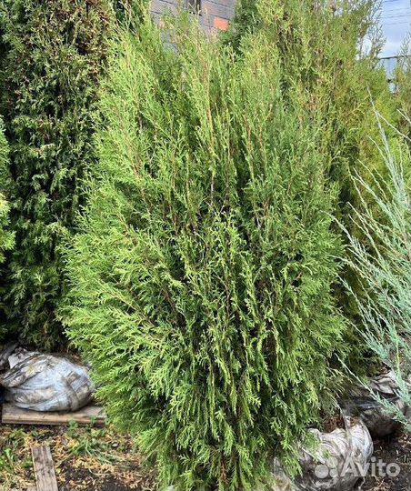 Туя из питомника с доставкой