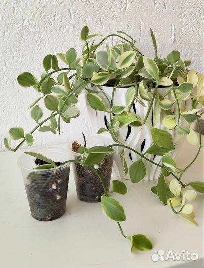 Комнатные растения