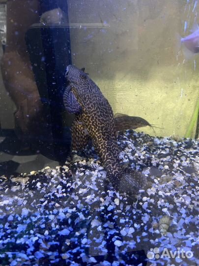 Аквариумный сом парчовый птеригоплихт
