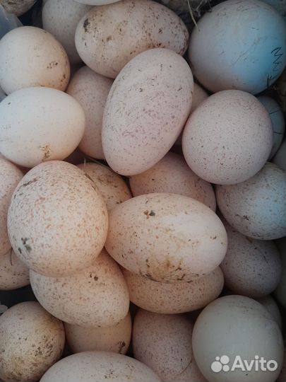 Инкубационные яйца