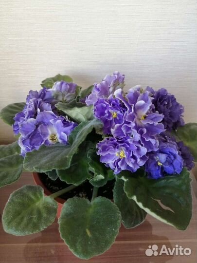 Фиалки темно бордового цвета, голубые и розовые