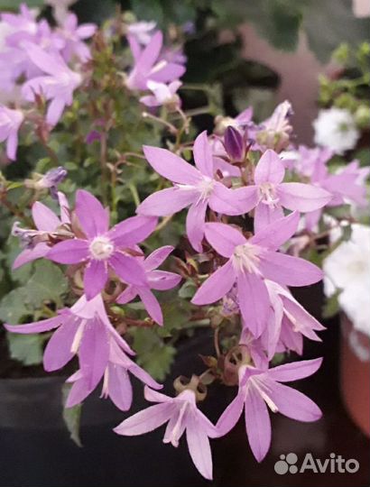 Кампанула жених и невеста