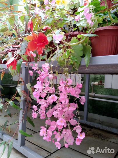 Черенки бегонии Глуар де Лоррен