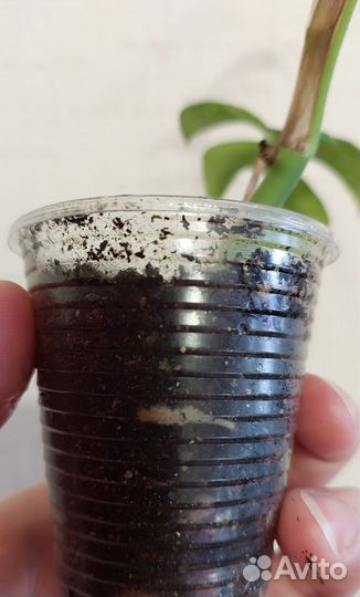 Монстера минима, толстянка/ крассула Хоббит