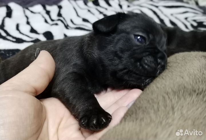 Щеночки Французики, пухлые булочки