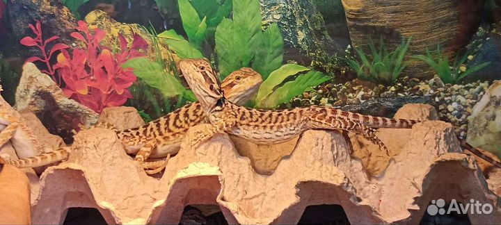 Бородатая агама малыши