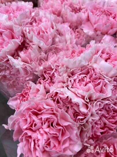 Цветы оптом гвоздики