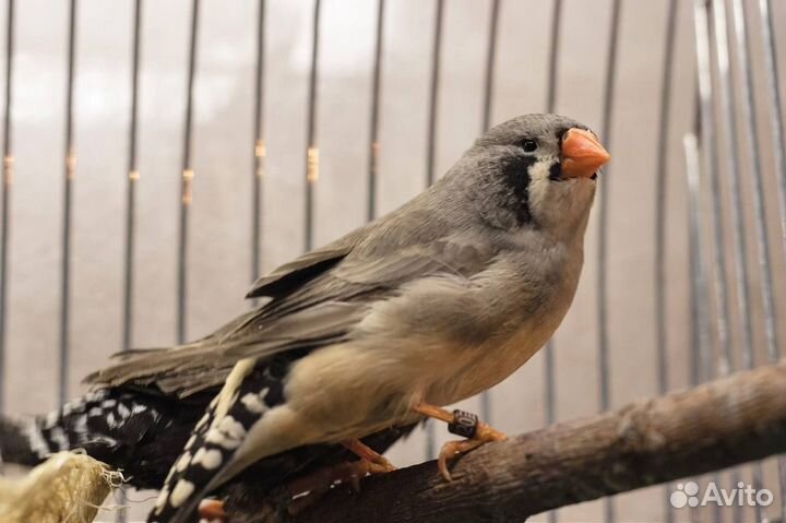 Зебровые амадины