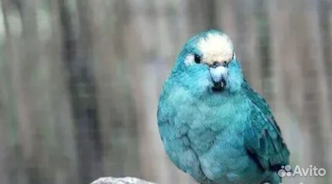 Какарик Голубой выкормыш