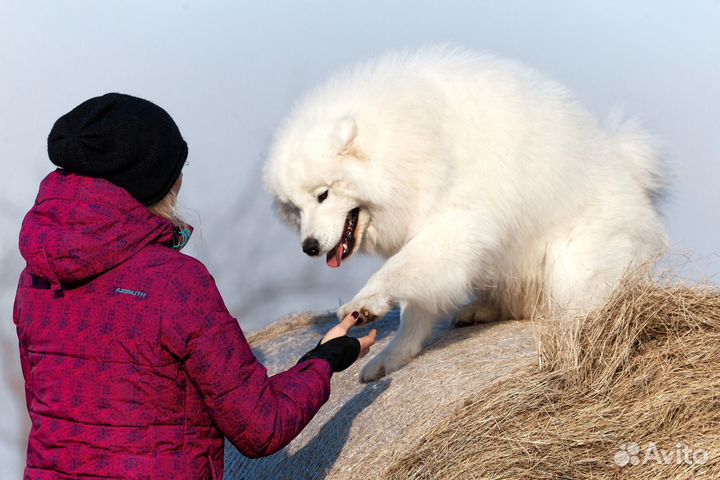 Передержка для собак и кошек