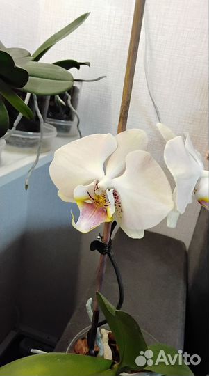 Орхидея фаленопсис Шампань