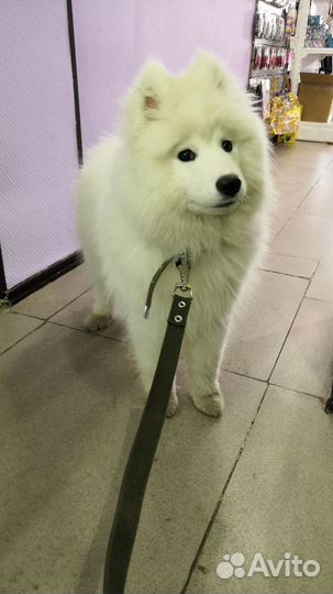 Отдам девчулю в добрые, ответственные руки