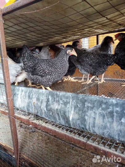 Куры несушки доминант