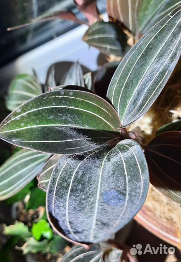 Лудизия. Драгоценная орхидея