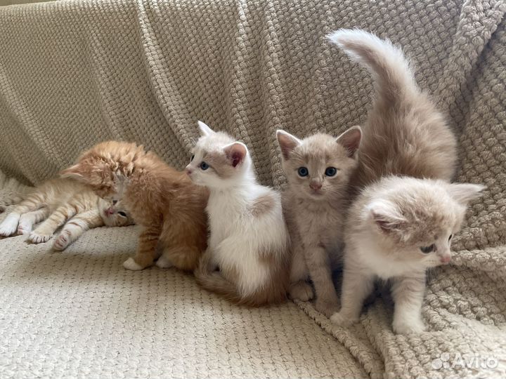 Котята в добрые руки