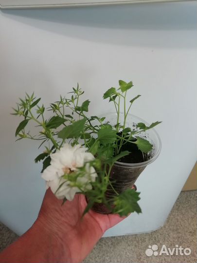 Цветы комнатные