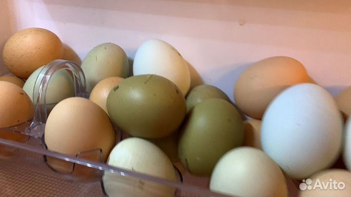 Яйца на инкубацию, микс. Стоп на заказ до 22.04