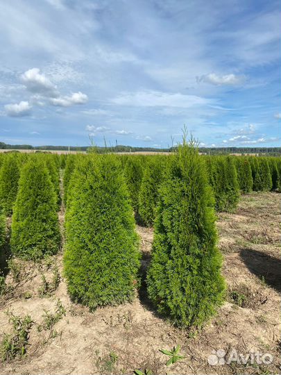 Туя Смарагд 140 см