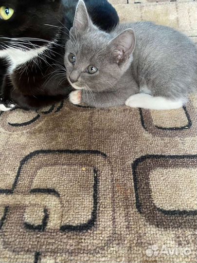 Котята в добрые руки бесплатно