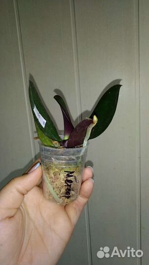 Орхидея Miki Meteor