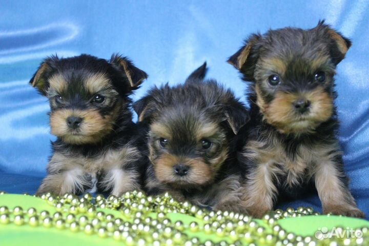 Йоркширский терьер