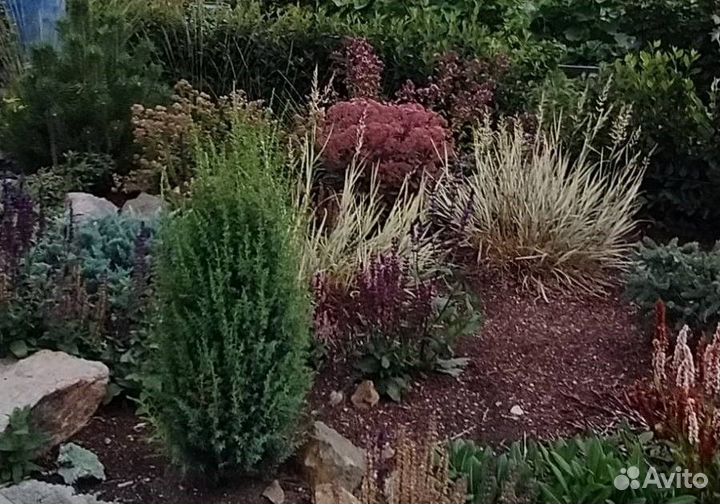 Райграс бульбоносный Variegatum