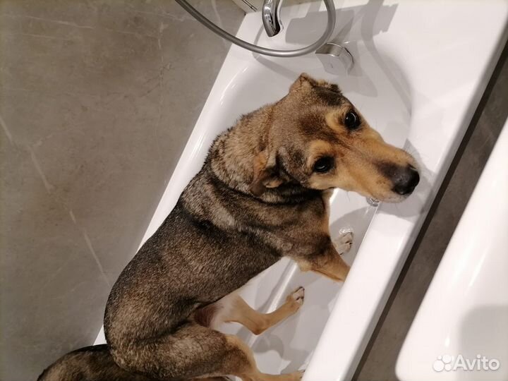 Собака из приюта Хани ждет семью