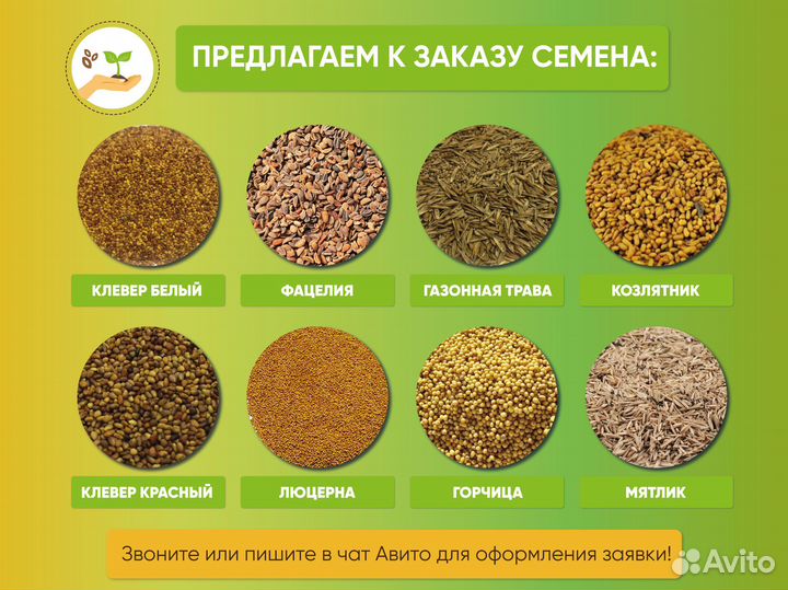 Семена овсяницы луговой