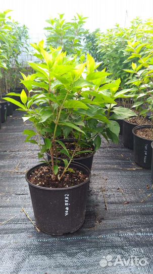 Гортензия Скайфол