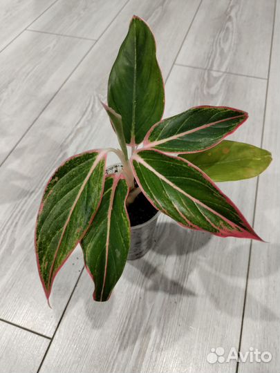 Аглаонема Tivoli (Тайволи)