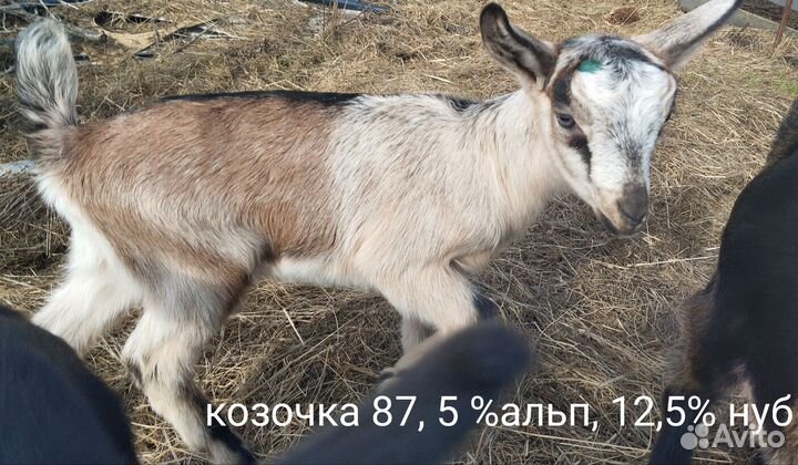 Альпийские козлята, козёл продажа, обмен