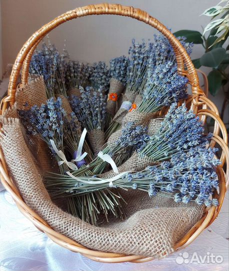 Лаванда сухоцвет