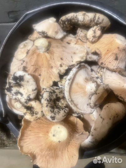 Грузди осиновые